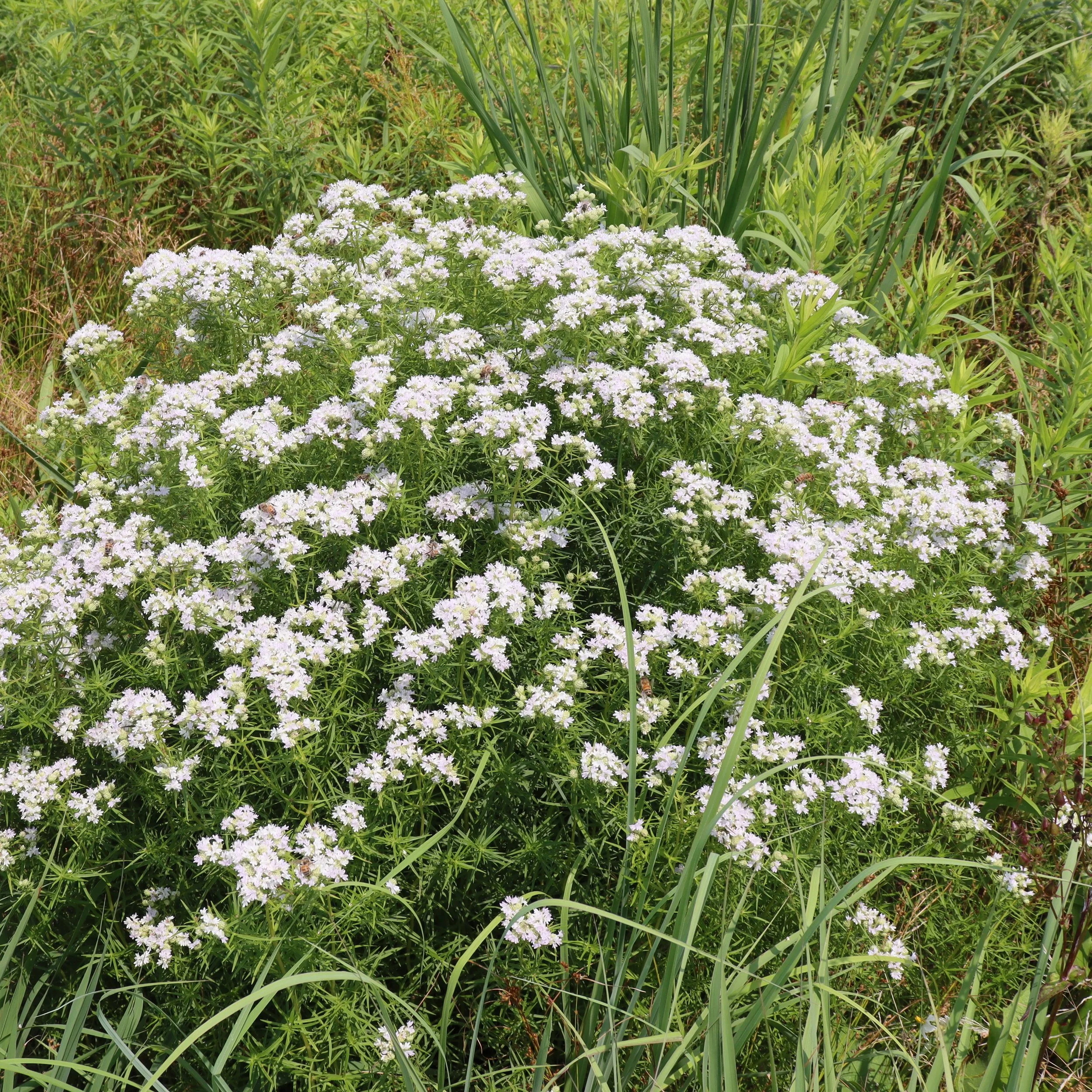 Learn about the Native Plant Slender Mountain Mint by Author